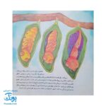 کتاب به دنبال پروانه ها دنیای شگفت انگیز پروانه ها و آفرینش آنها