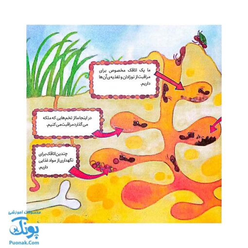 کتاب به دنبال مورچه ها دنیای شگفت انگیز مورچه ها و آفرینش آنها