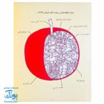 کتاب اول شاید سیب باشد: کشف فلسفه با فیلسوف کوچک ۱