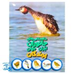 کتاب دانستنی های جانوران ایران و جهان: پرندگان